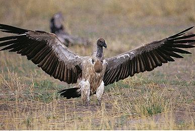 高能电玩节：《狙击精英5》发布全新实机演示视频